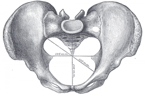 Functional Anatomy of the Pelvis with Sheri Cohen